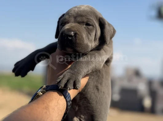 Dev Blue Cane Corso Bebekler