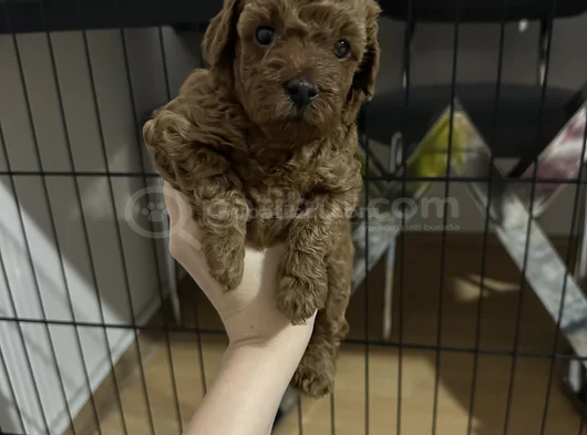 6 Haftalık Teacup Poodle görsel