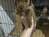 6 Haftalık Teacup Poodle