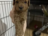 6 Haftalık Teacup Poodle