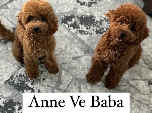 6 Haftalık Teacup Poodle görsel
