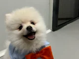 Pasaport Garantili Pomerian Boo