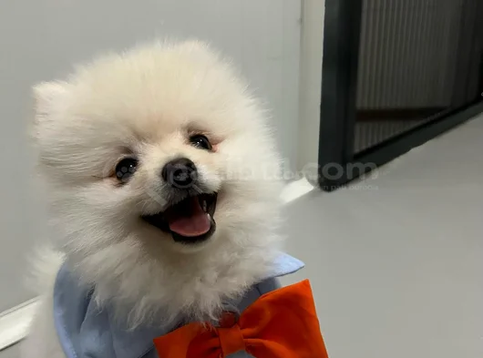 Pasaport Garantili Pomerian Boo görsel