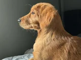 Aşıları Tam 5 Aylık Golden Yavrusu Sadık Ve Sağlıklıdır