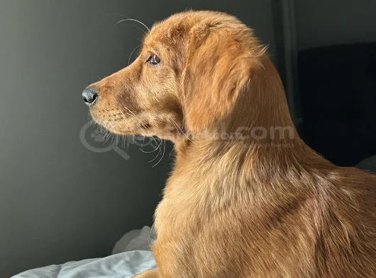 Aşıları Tam 5 Aylık Golden Yavrusu Sadık Ve Sağlıklıdır görsel