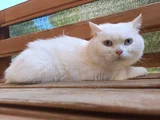 British Erkek Kedi Ücretsiz Sahiplendirme