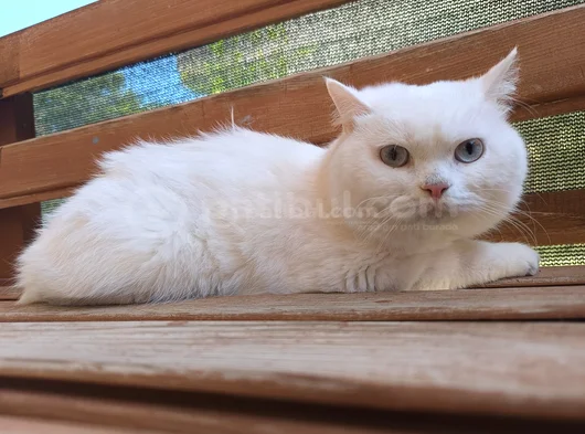 British Erkek Kedi Ücretsiz Sahiplendirme görsel