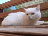 British Erkek Kedi Ücretsiz Sahiplendirme