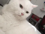 British Erkek Kedi Ücretsiz Sahiplendirme