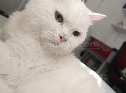 British Erkek Kedi Ücretsiz Sahiplendirme görsel