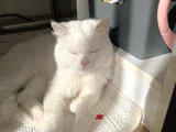 British Erkek Kedi Ücretsiz Sahiplendirme
