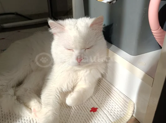 British Erkek Kedi Ücretsiz Sahiplendirme görsel