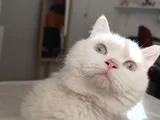 British erkek kedi ücretsiz Sahiplendirme