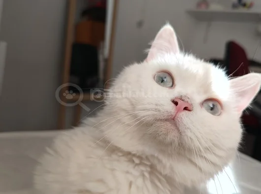 British Erkek Kedi Ücretsiz Sahiplendirme