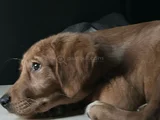 Aşıları Tam 5 Aylık Golden Yavrusu Sadık ve Sağlıklıdır