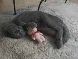British Shorthair 3 Aylik Erkek Yavru 2000Tl 