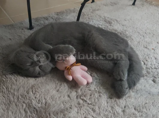 British Shorthair 3 Aylik Erkek Yavru 2000Tl  görsel