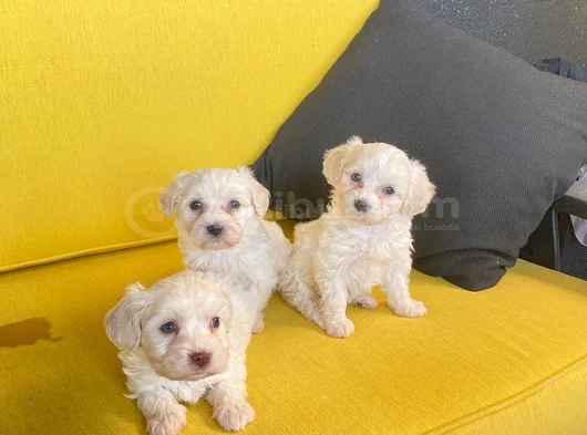 Topaç Gibidir Maltipoo Bebeklerimiz görsel