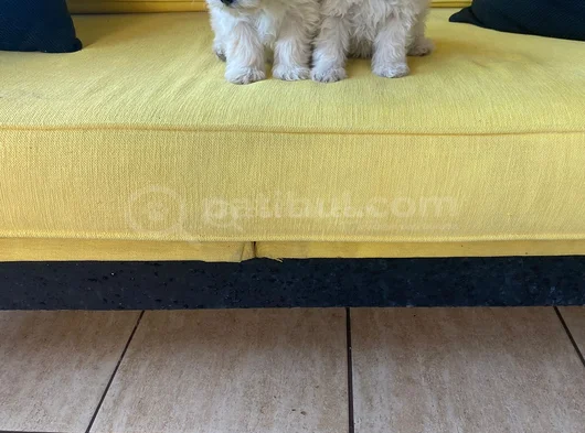 Ev Doğumu Maltipoo Yavrularımız görsel