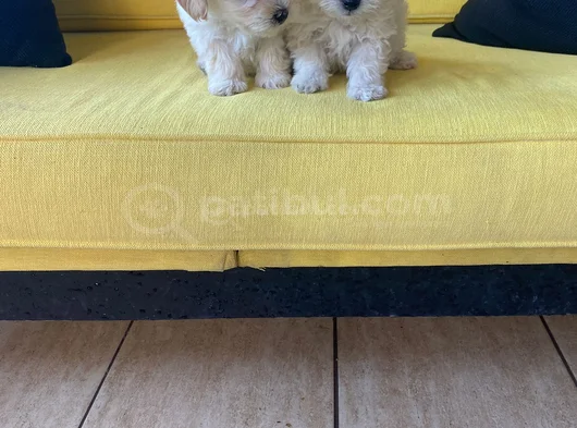 Ev Doğumu Maltipoo Yavrularımız görsel