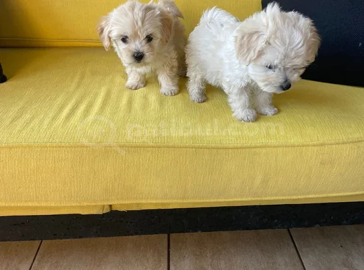 Ev Doğumu Maltipoo Yavrularımız görsel