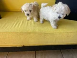 ev doğumu maltipoo yavrularımız