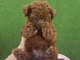 Teacup Poodle Minik Yavrumuza Aile Arıyoruz Nadir Cins