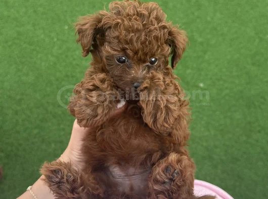 Teacup Poodle Minik Yavrumuza Aile Arıyoruz Nadir Cins görsel