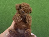 Teacup poodle minik yavrumuza aile arıyoruz nadir cins
