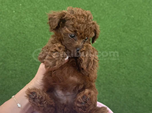 Teacup Poodle Minik Yavrumuza Aile Arıyoruz Nadir Cins