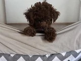 Teacup Poodle Minik Yavrumuza Aile Arıyoruz Nadir Cins