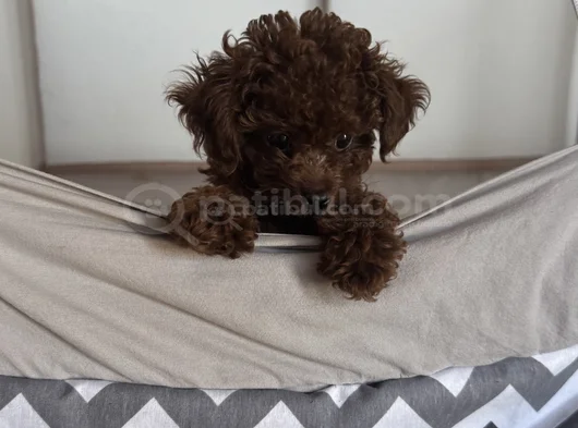 Teacup Poodle Minik Yavrumuza Aile Arıyoruz Nadir Cins görsel