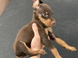 SAFKAN DOBERMAN YAVRULARI