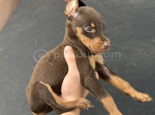 Safkan Doberman Yavrulari