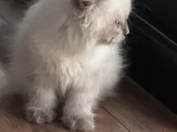 Boncuk Gözlü Pofuduk