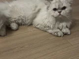 Oyuncu Yavrumuz
