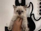 Boncuk Gözlü Pofuduk