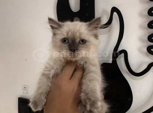 Boncuk Gözlü Pofuduk görsel