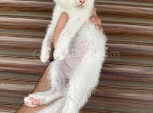 Kar Beyaz Wc Eğitimli görsel
