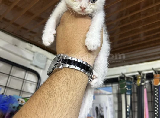 Kar Beyaz Wc Eğitimli görsel