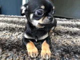 Chihuahua Yavrularımız Hazırdır