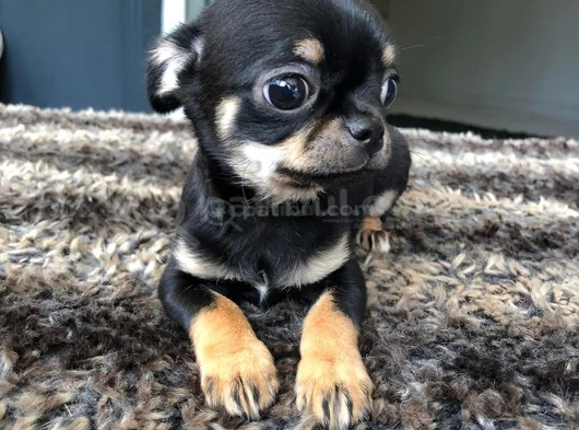 Chihuahua yavrularımız hazırdır