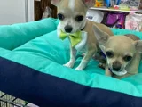 Chihuahua yavrularımız hazırdır