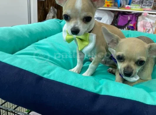 Chihuahua yavrularımız hazırdır
