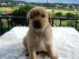 Baby Face Golden Bebekler