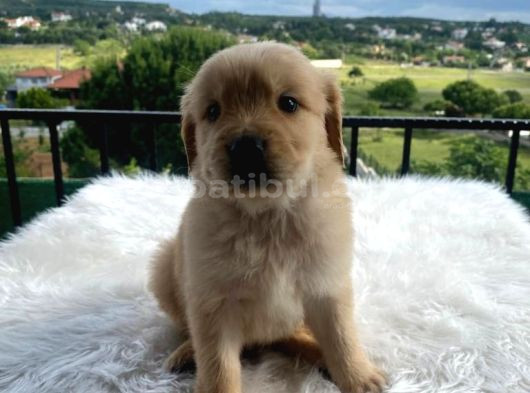 Baby Face Golden Bebekler görsel