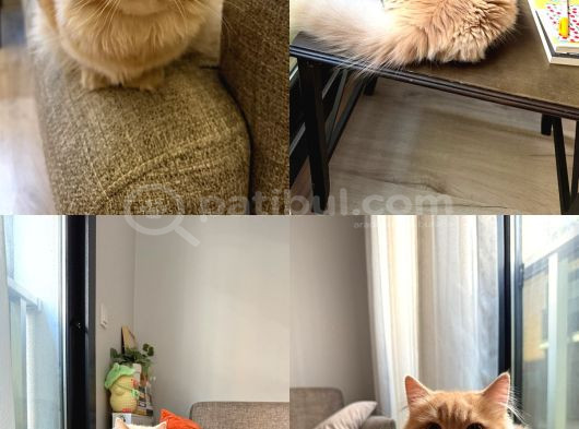 Akıllı Uslu Oğluşu Sahiplendiriyorum görsel