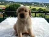 Baby Face Golden Bebekler