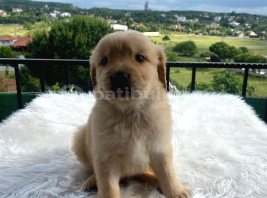 Baby Face Golden Bebekler görsel