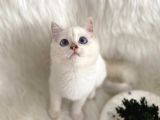 British Longhair ve British Shorthair Safkan Yavrular